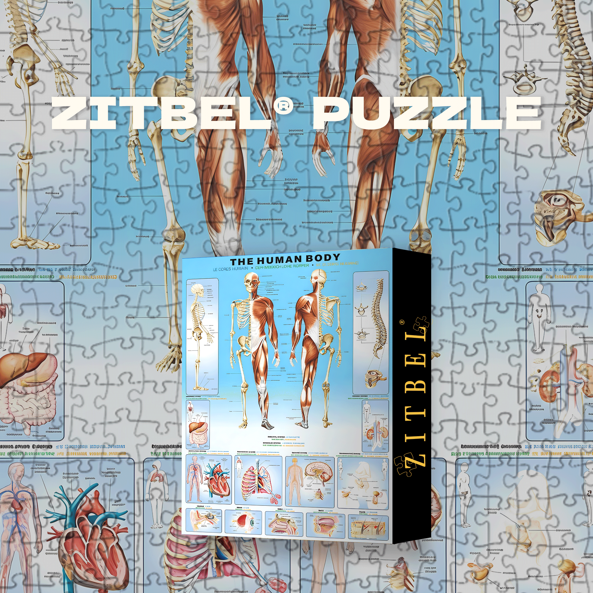 The Human Body 500pcs/1000pcs Jigsaw Puzzle, Scratch-Resistant, Interactive Family Game & Brain-Boosting DIY Decor, Perfect for Halloween, Christmas & New Year Gifts, Family Puzzle Game