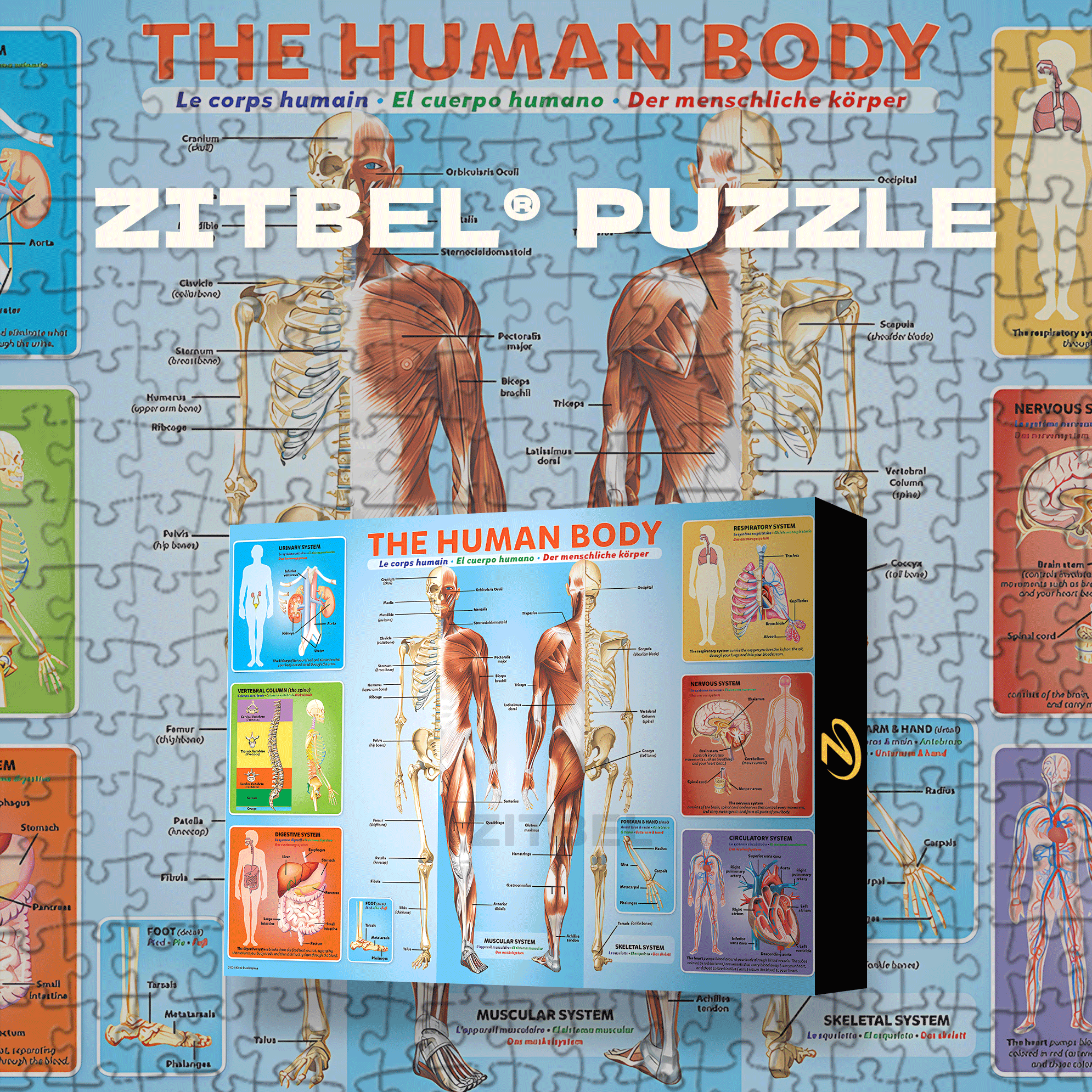The Human Body Picture 500pcs/1000pcs Jigsaw Puzzle, Scratch-Resistant, Interactive Family Game & Brain-Boosting DIY Decor, Perfect for Halloween, Christmas & New Year Gifts, Family Puzzle Game